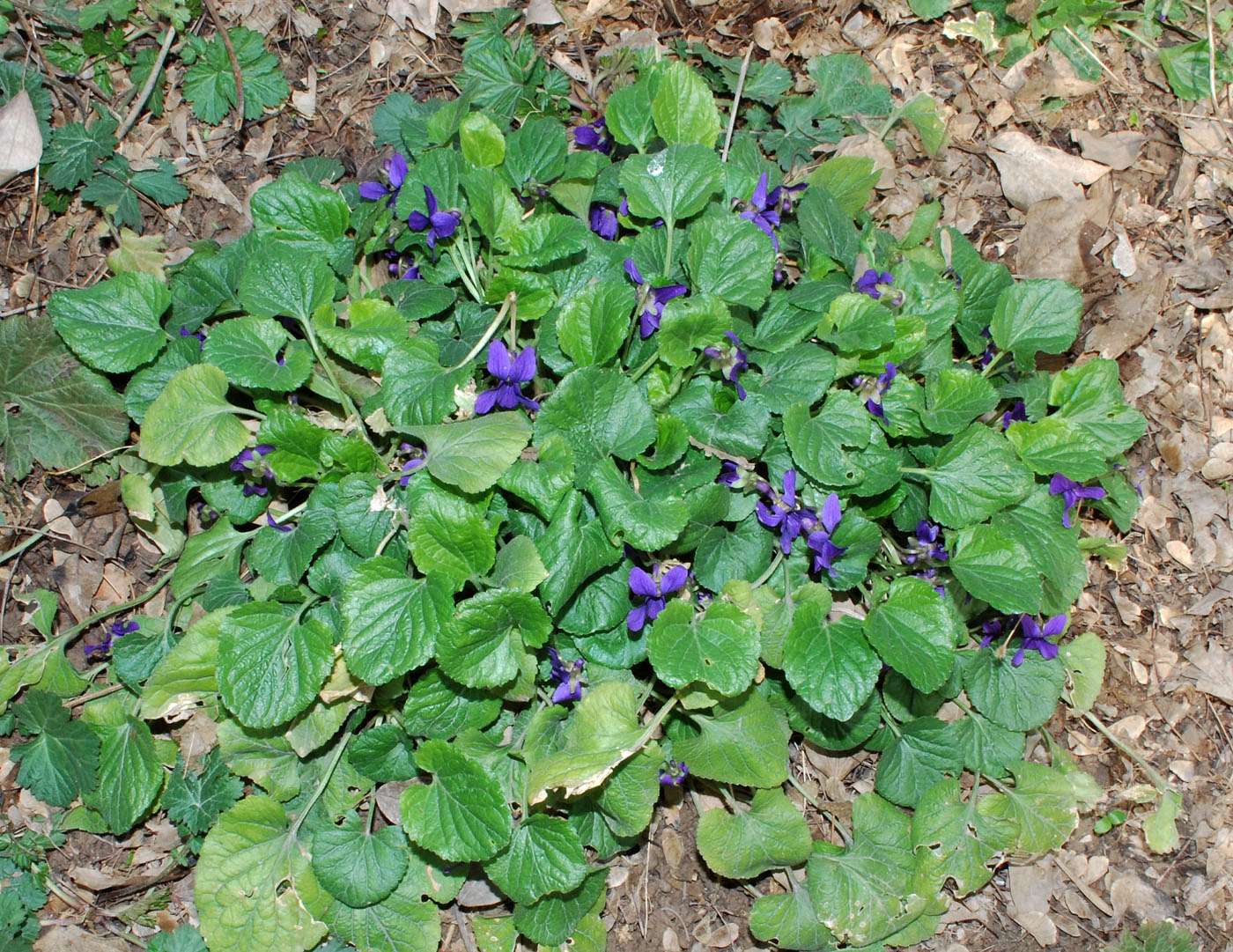 Image of Viola odorata specimen.