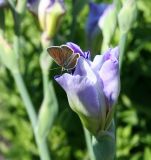 Iris × hybrida. Раскрывающийся цветок с бабочкой-голубянкой. Казахстан, Восточно-Казахстанская обл., Уланский р-н, окр. с. Украинка, дача, в культуре. 07.06.2008.