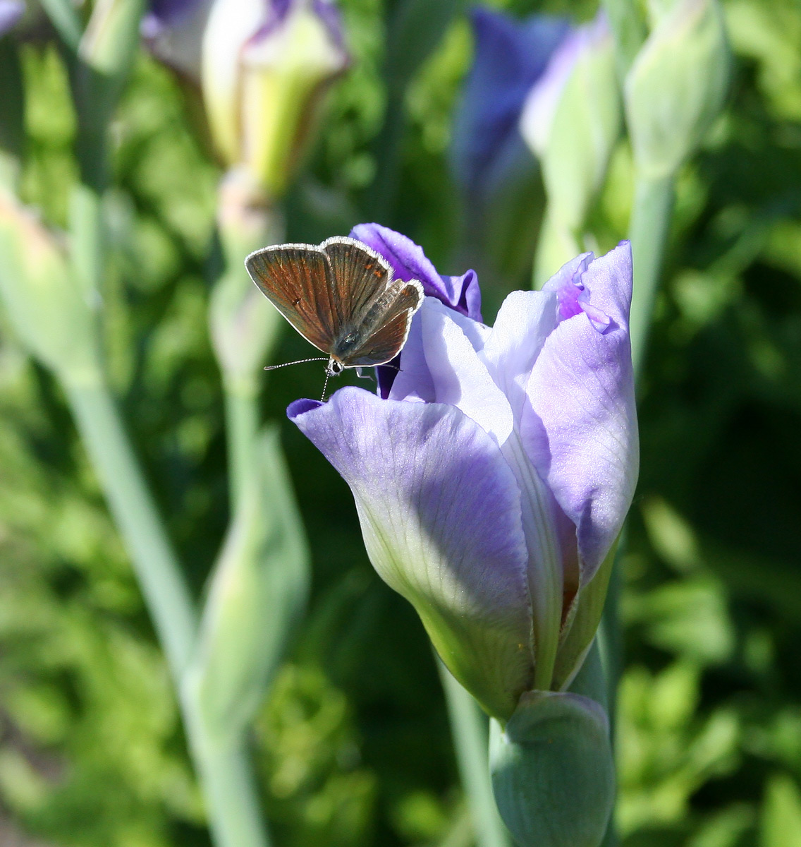 Image of Iris × hybrida specimen.