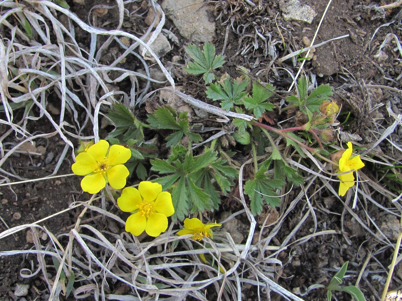 Изображение особи Potentilla adenophylla.