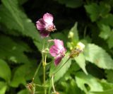 Geranium phaeum