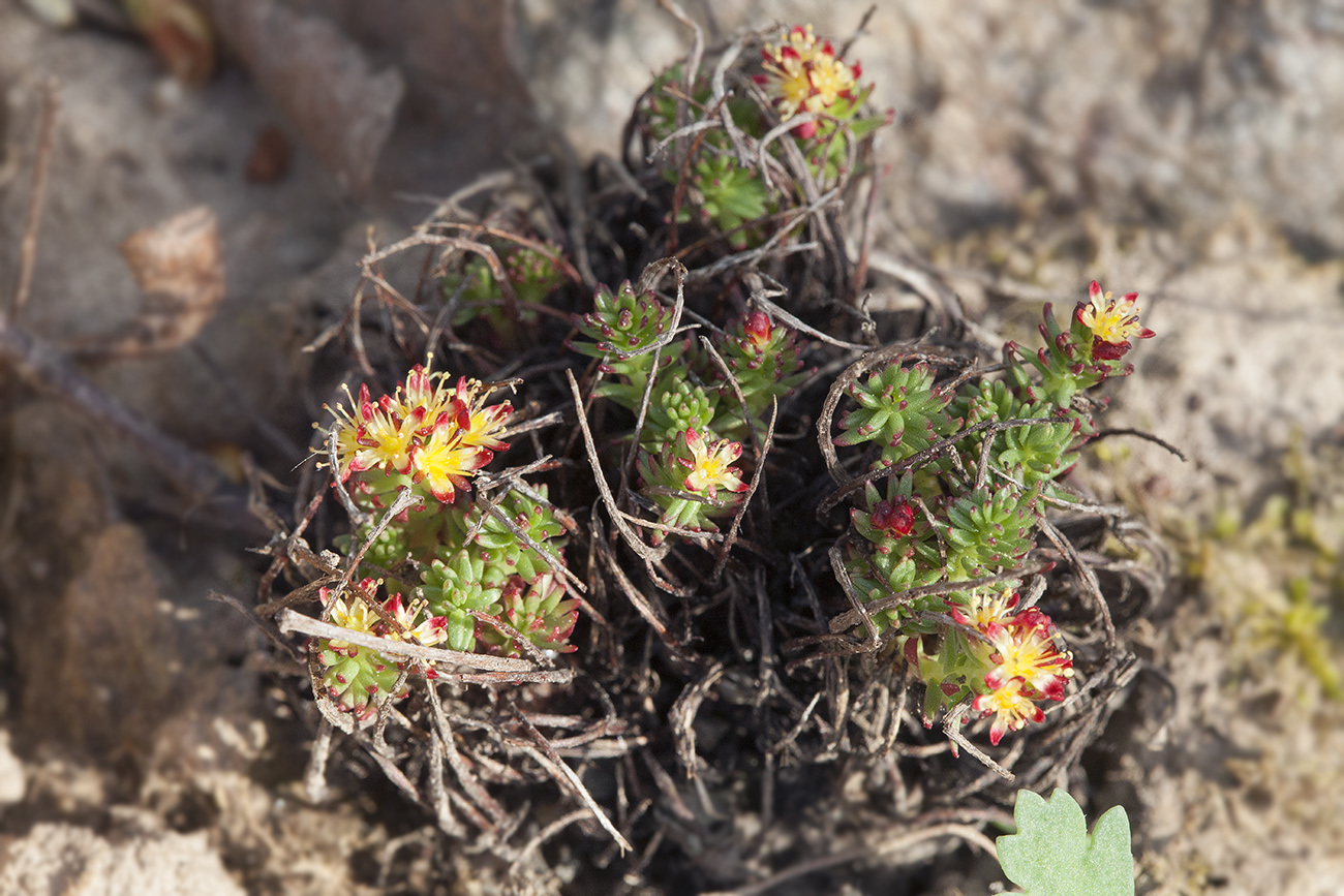 Image of Rhodiola quadrifida specimen.