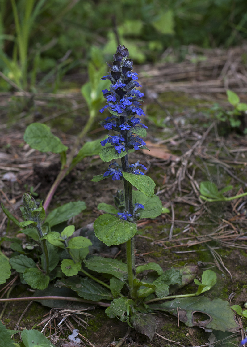 Изображение особи Ajuga reptans.