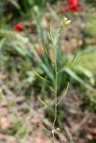 Arabidopsis thaliana