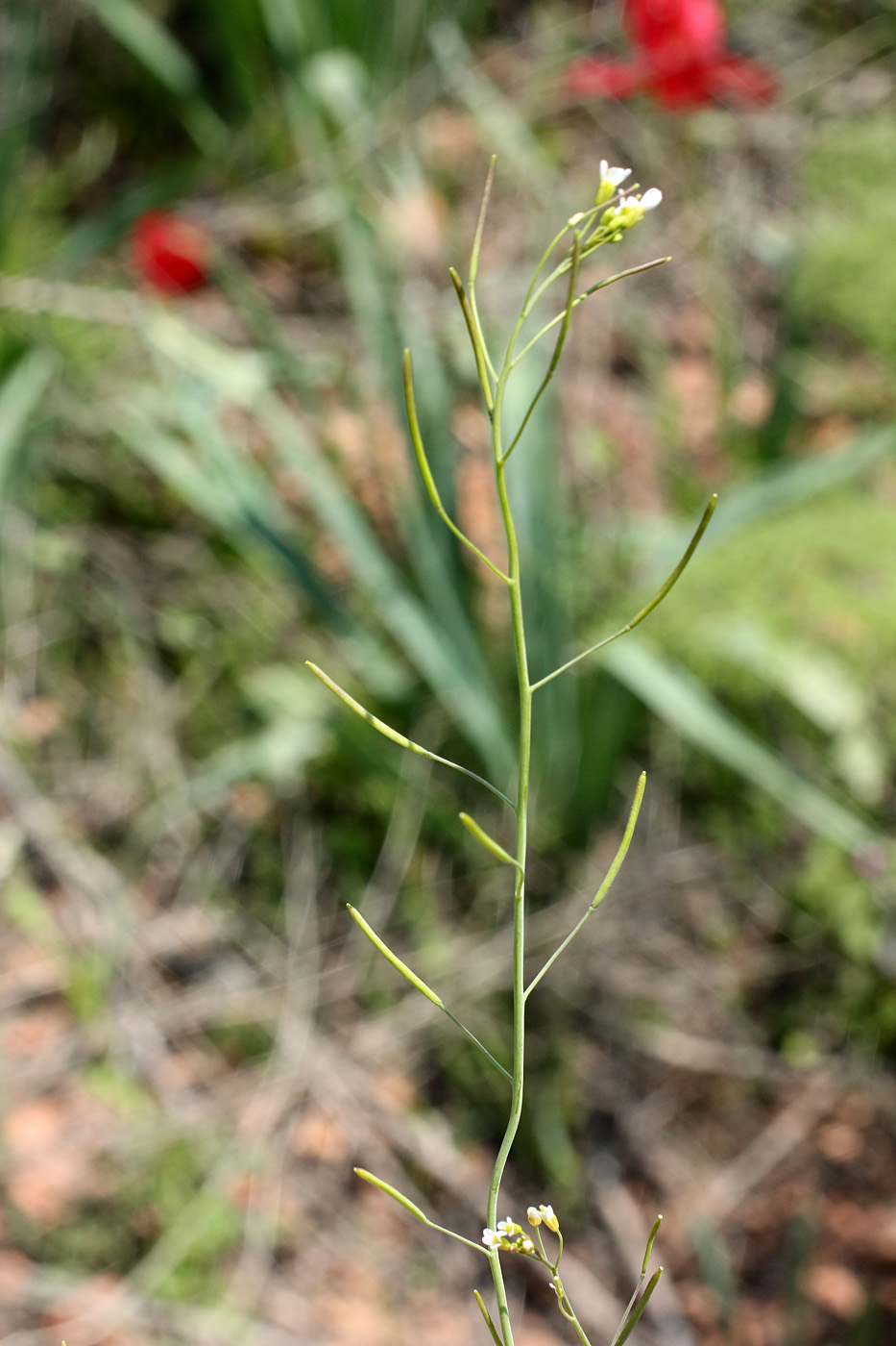 Изображение особи Arabidopsis thaliana.