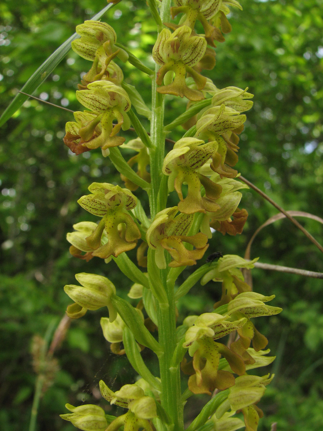 Image of Orchis punctulata specimen.