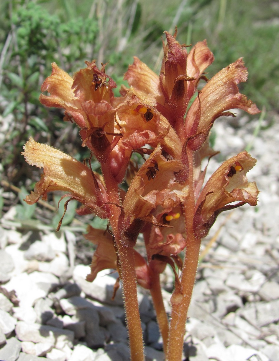 Изображение особи Orobanche alba ssp. xanthostigma.