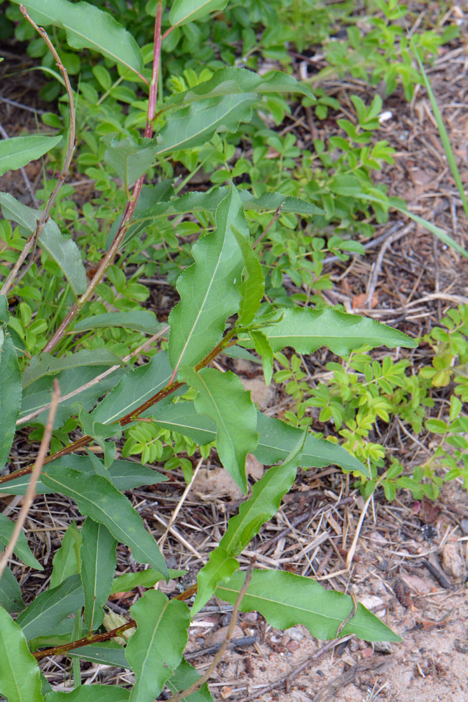 Изображение особи Populus laurifolia.