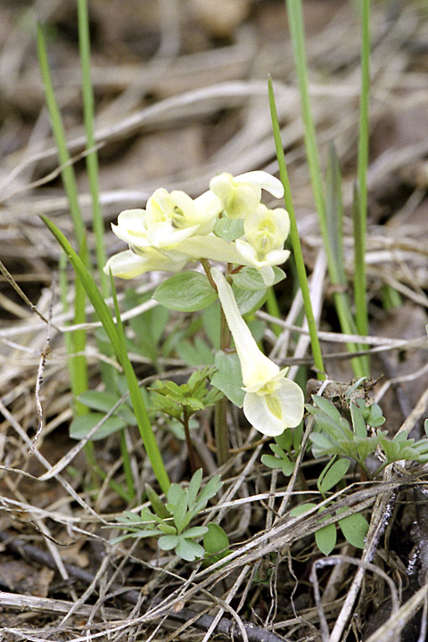 Image of Corydalis teberdensis specimen.