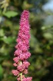 Spiraea douglasii