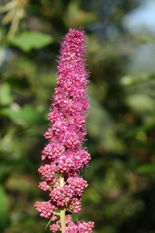 Изображение особи Spiraea douglasii.