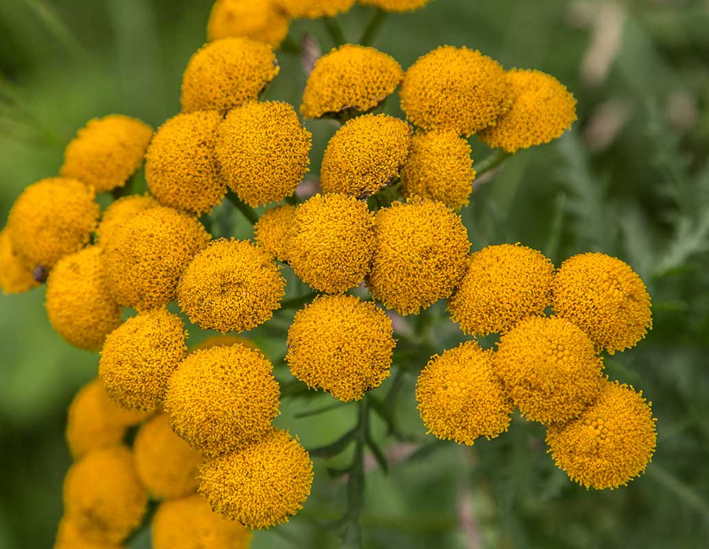 Изображение особи Tanacetum vulgare.