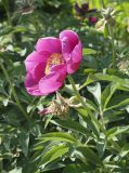 Paeonia officinalis. Верхушка побега с цветком. Санкт-Петербург, Ботанический сад БИН РАН. 05.06.2019.