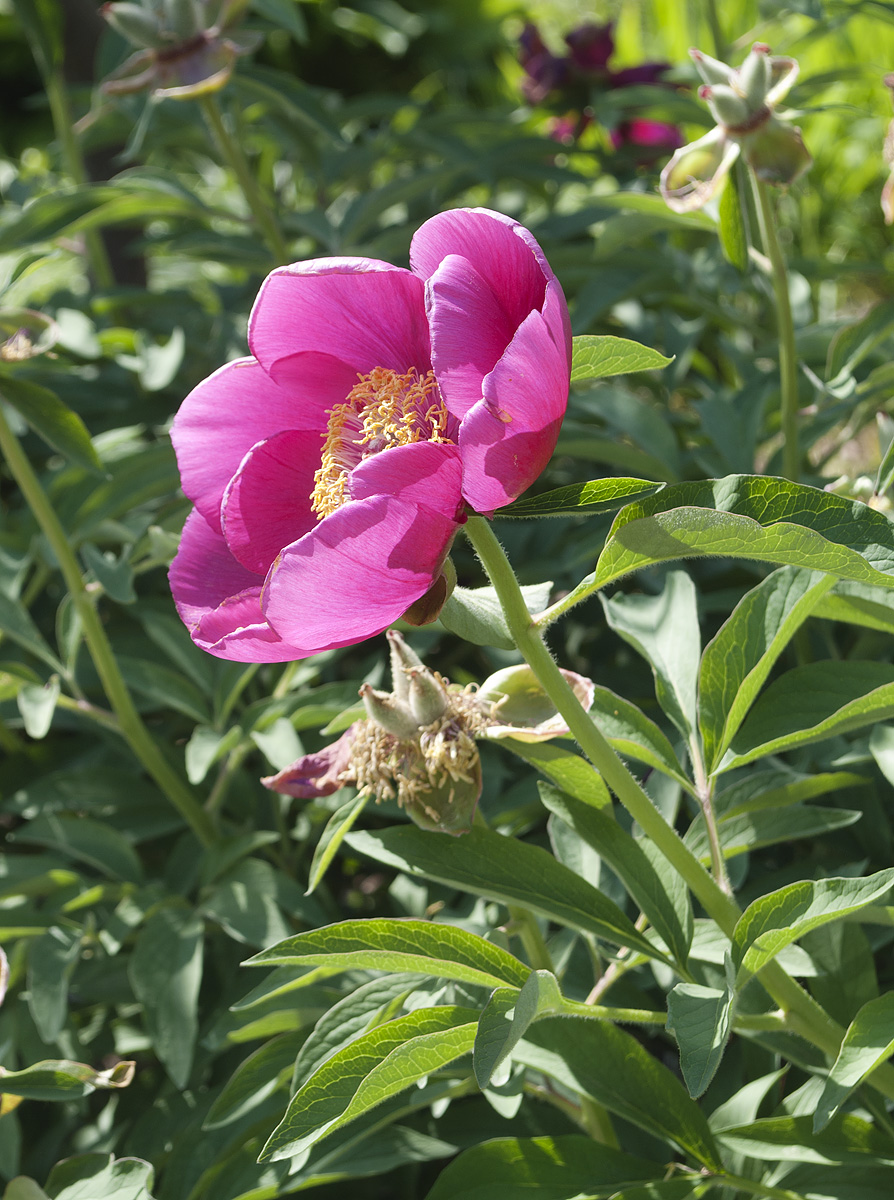 Изображение особи Paeonia officinalis.