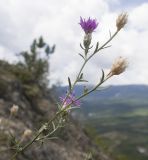 Centaurea stankovii. Верхушка отцветающего растения. Южный Берег Крыма, сев.-вост. склон горы Аю-Даг, скальник. 06.08.2019.