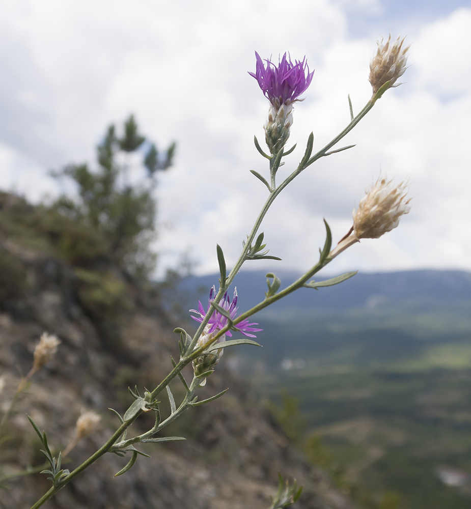 Изображение особи Centaurea stankovii.