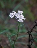 Achillea millefolium. Верхушка побега с соцветием. Владимирская обл., Суздальский р-н, окр. с. Кидекша, опушка сосняка. 18.08.2019.