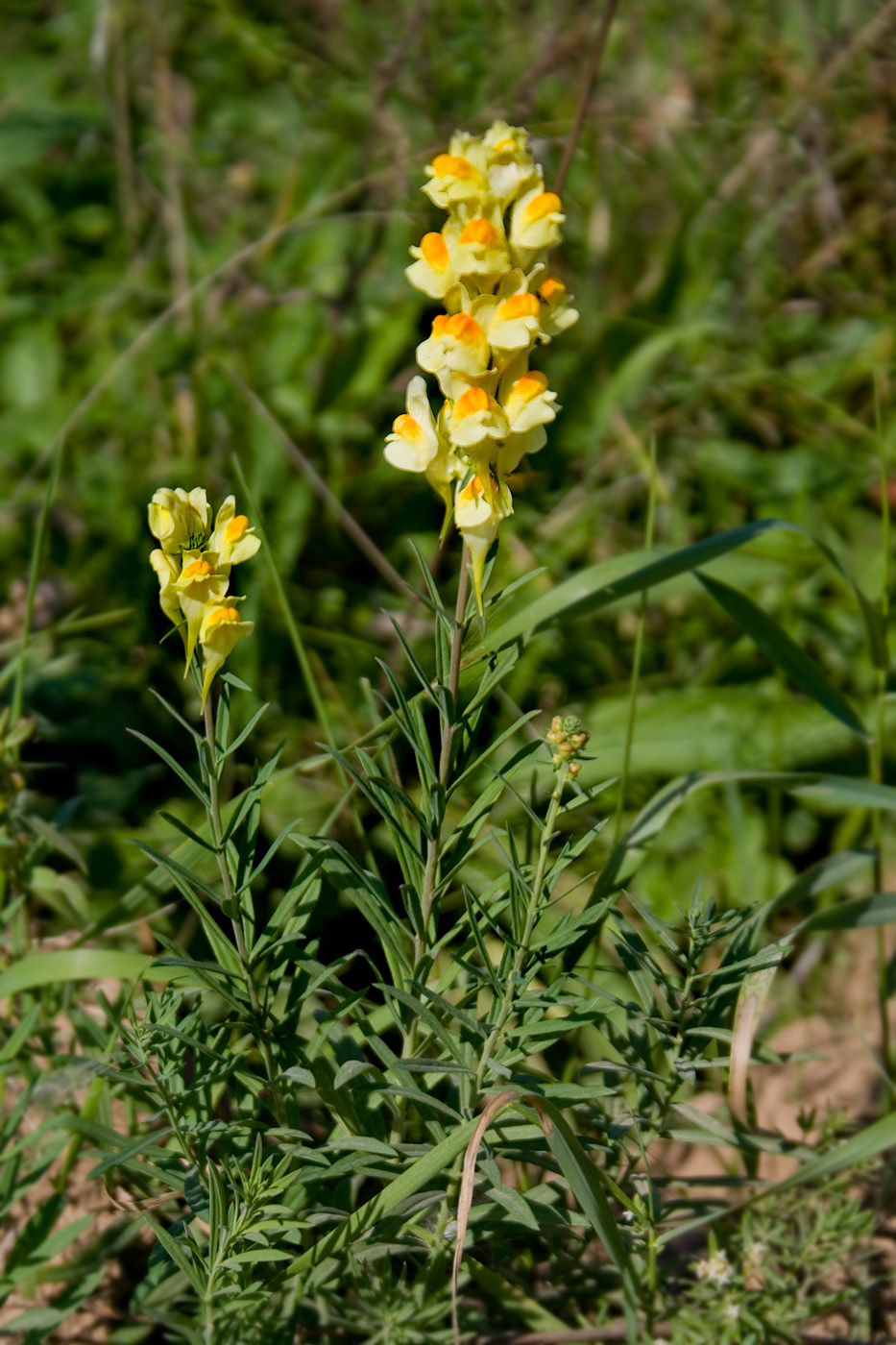 Изображение особи Linaria vulgaris.