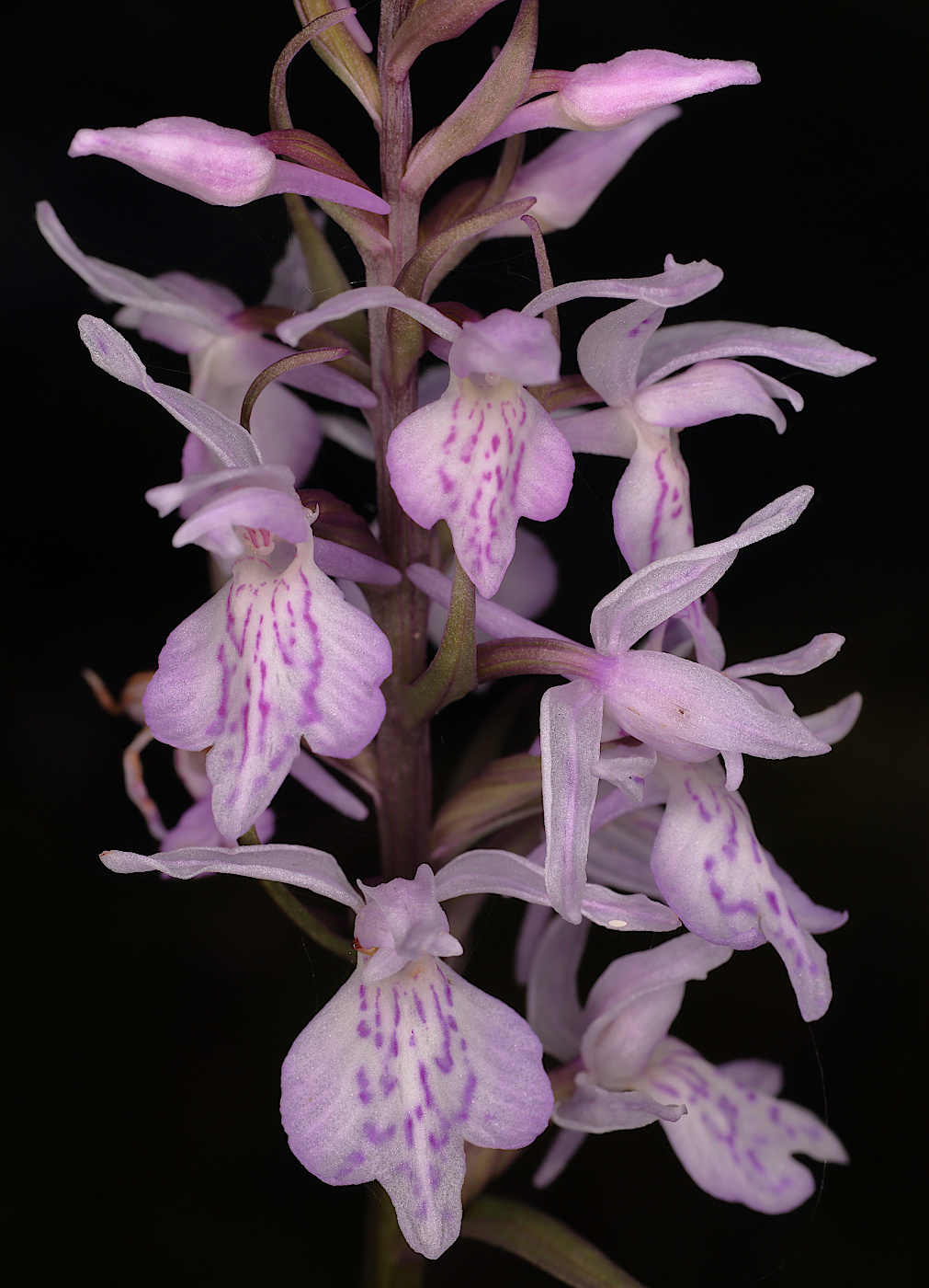 Image of Dactylorhiza maculata specimen.