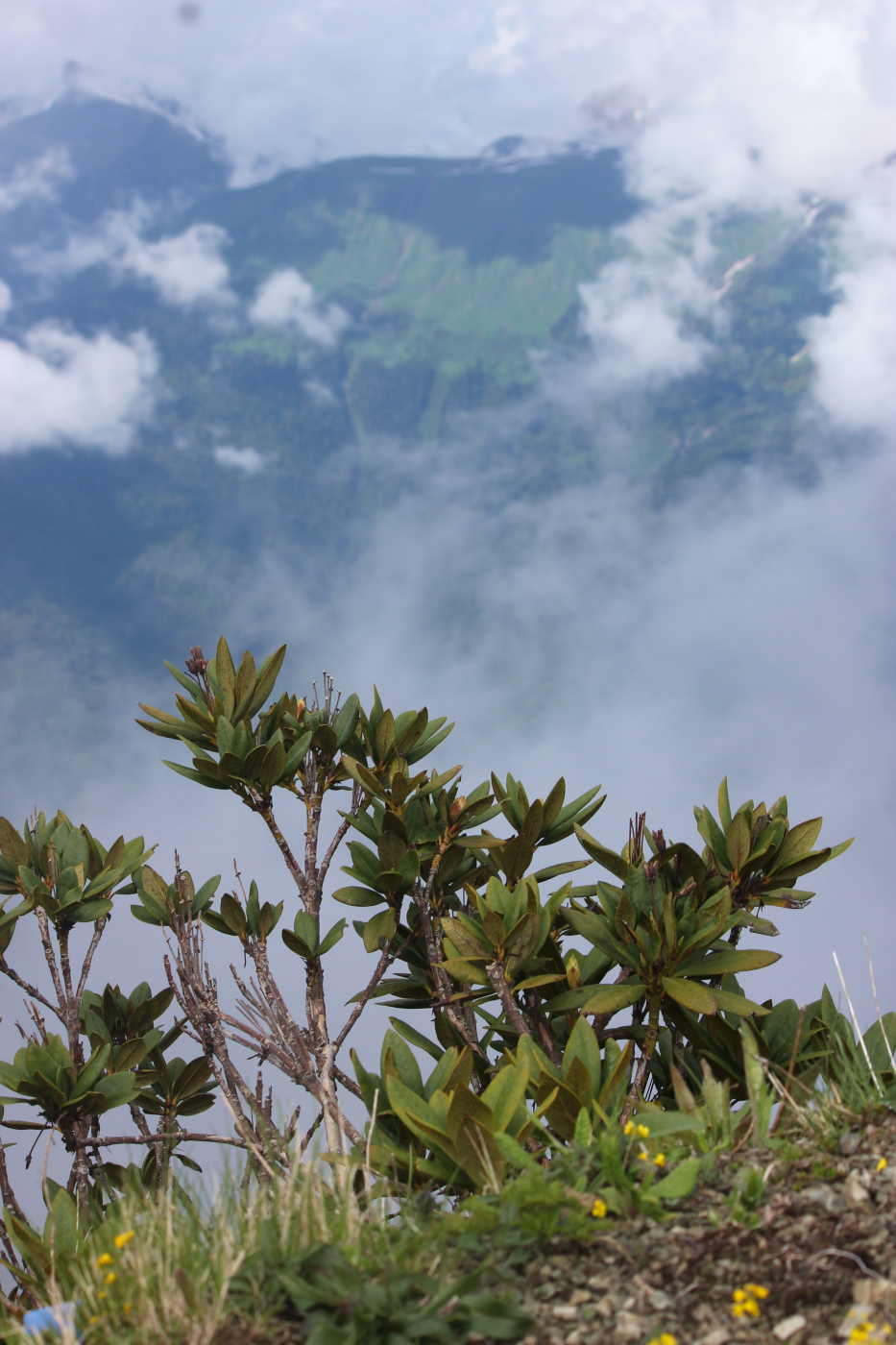 Изображение особи Rhododendron caucasicum.