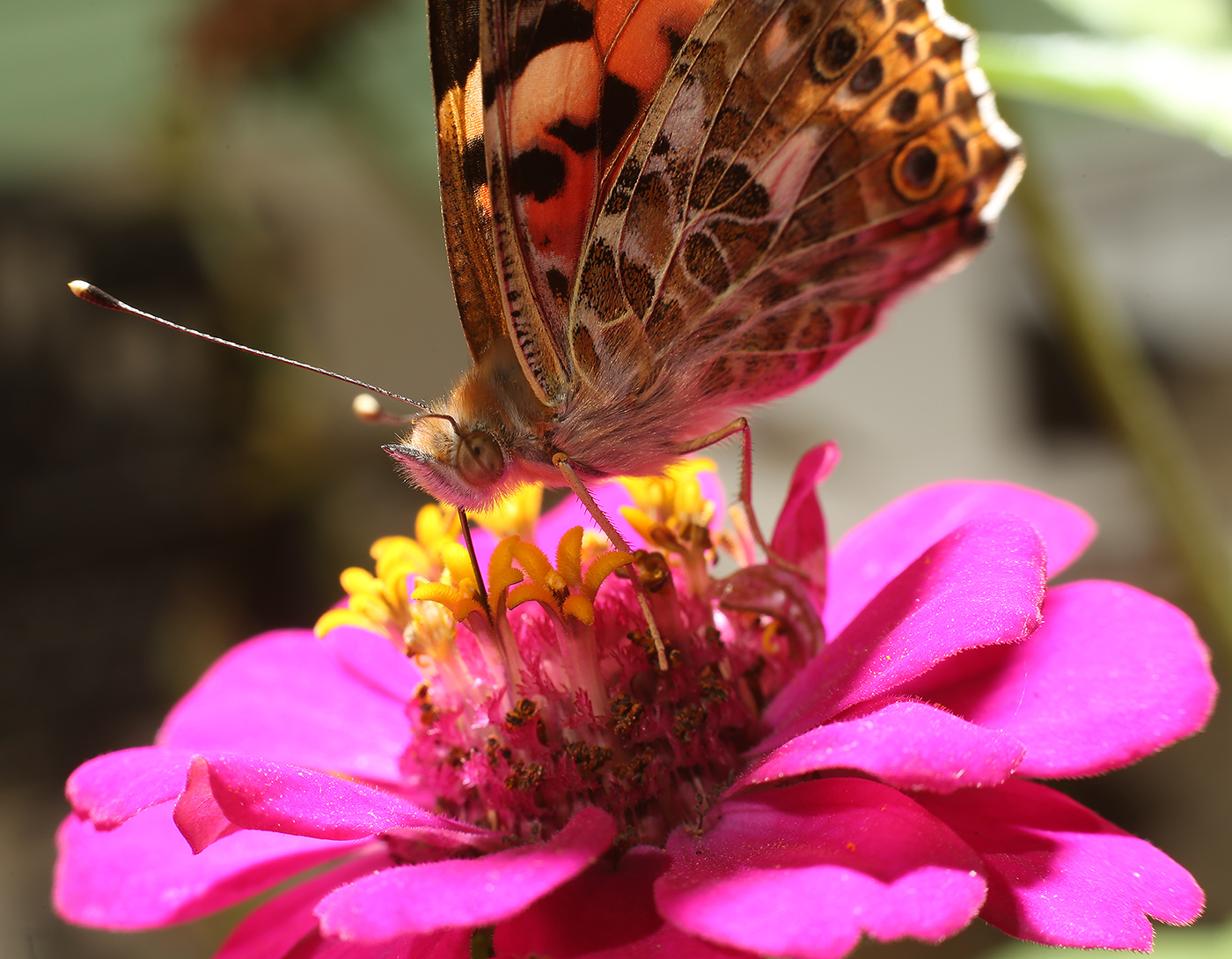 Изображение особи Zinnia elegans.