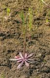 Crepis tectorum