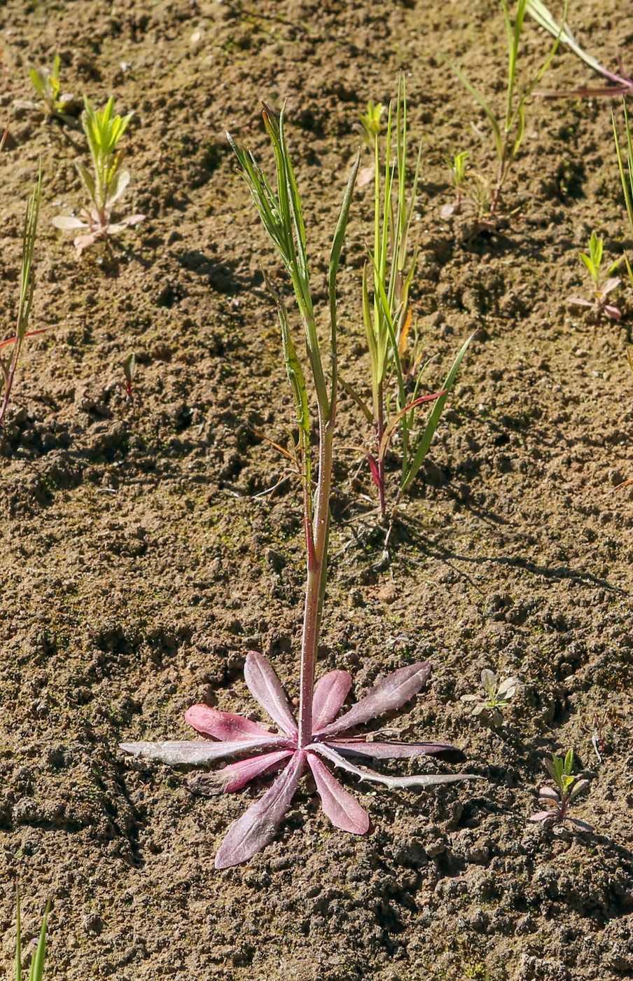 Изображение особи Crepis tectorum.