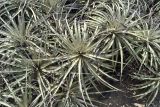 Puya chilensis