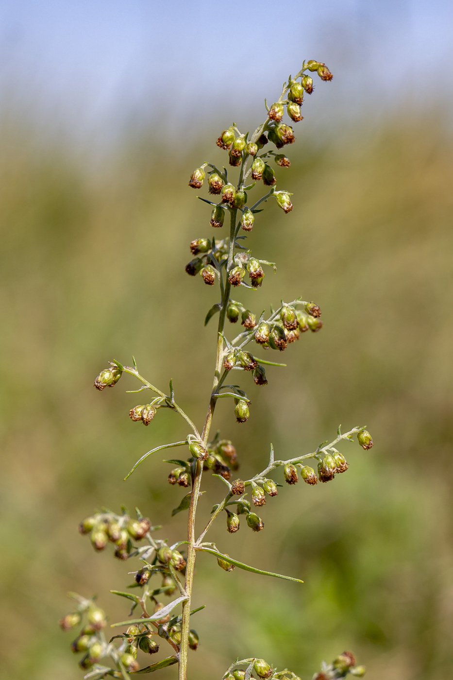 Изображение особи Artemisia glauca.