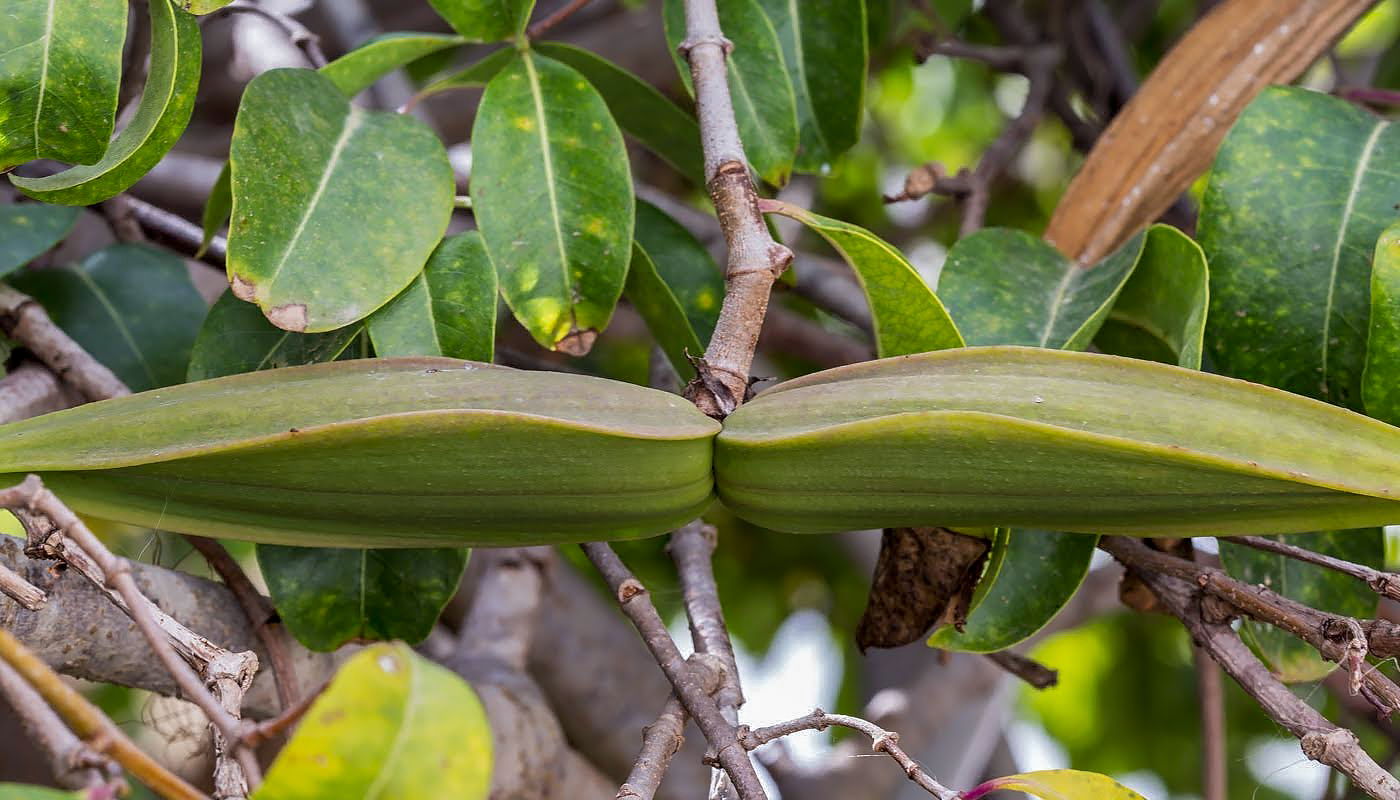 Image of Cryptostegia madagascariensis specimen.