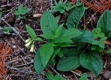 Symphytum tuberosum