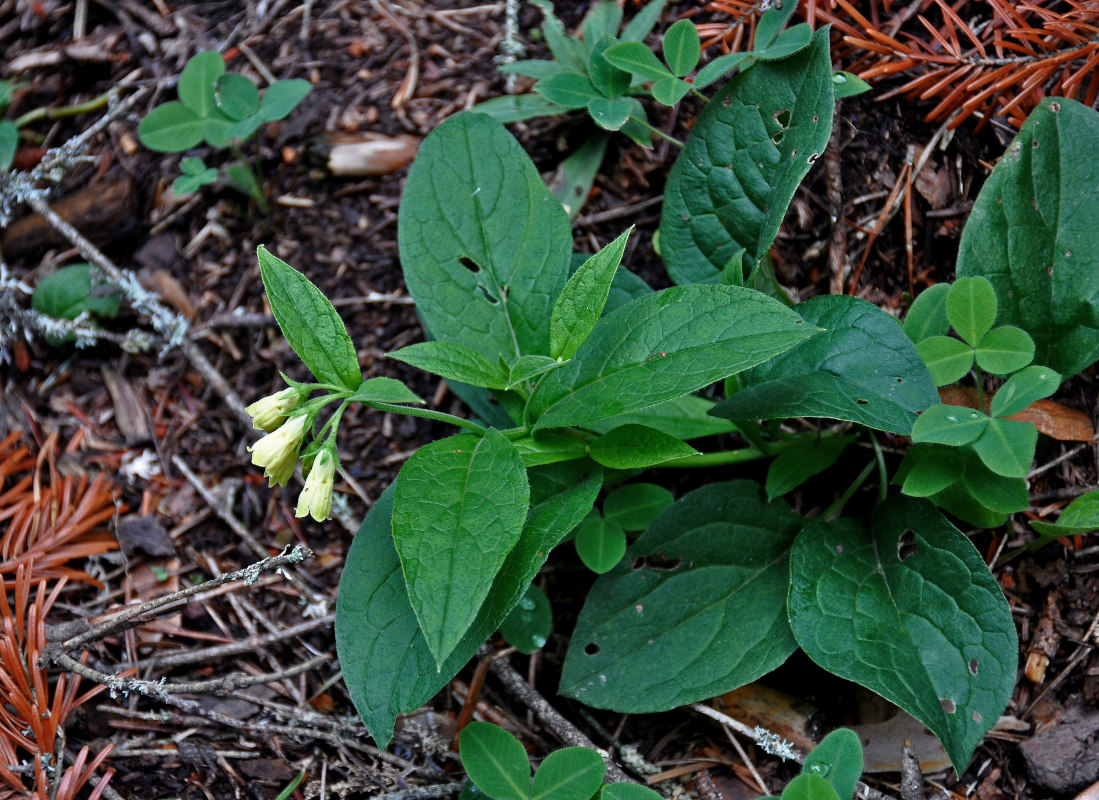 Изображение особи Symphytum tuberosum.