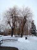 Salix × sepulcralis. Покоящиеся деревья. Беларусь, г. Гродно, Ленинский р-н, сквер у вокзала. 24.12.2018.