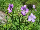 Geranium laetum. Верхушка цветущего растения с кормящейся осой. Казахстан, Центральный Алтай, окр. оз. Рахмановское, ≈ 1800 м н.у.м., склон южн. экспозиции, разнотравный луг. 26 июня 2019 г.