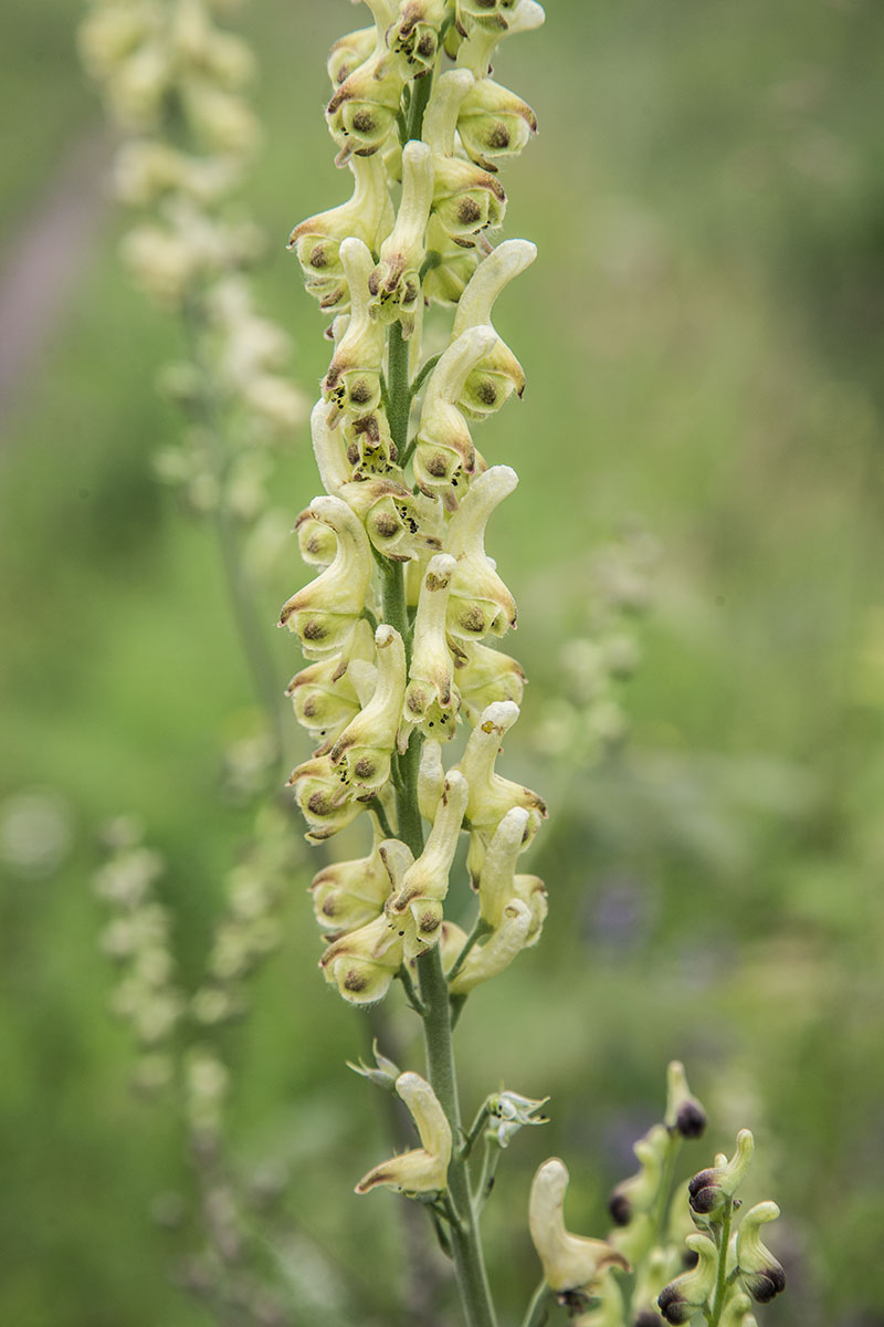 Изображение особи Aconitum barbatum.