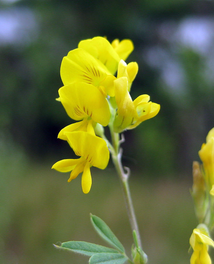 Изображение особи Medicago falcata.