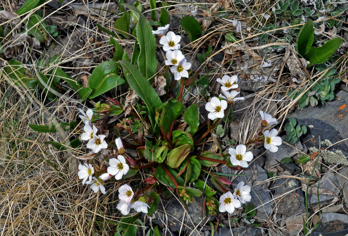 Image of Claytonia joanneana specimen.