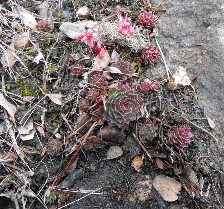 Изображение особи род Sempervivum.