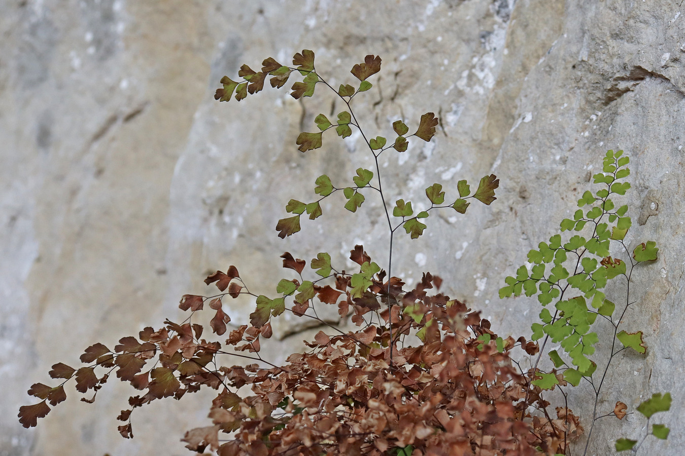 Изображение особи Adiantum capillus-veneris.