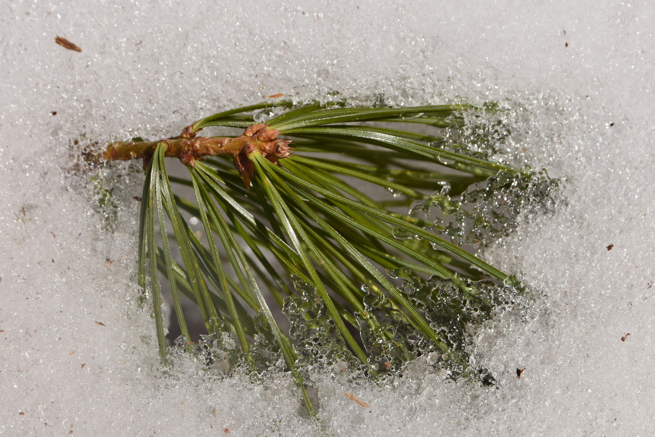 Изображение особи Pinus koraiensis.