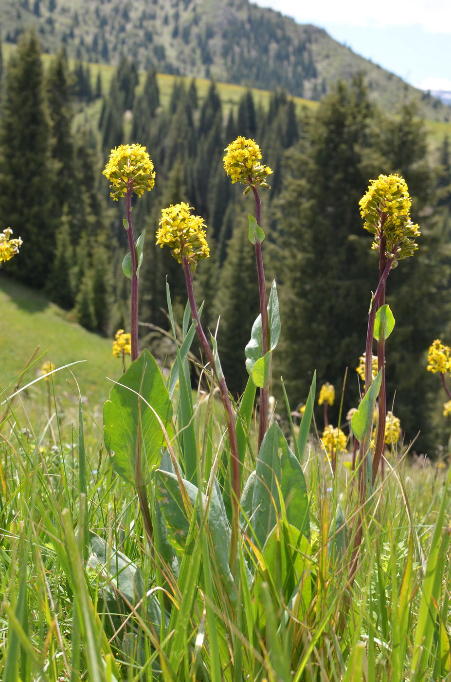 Изображение особи Ligularia altaica.