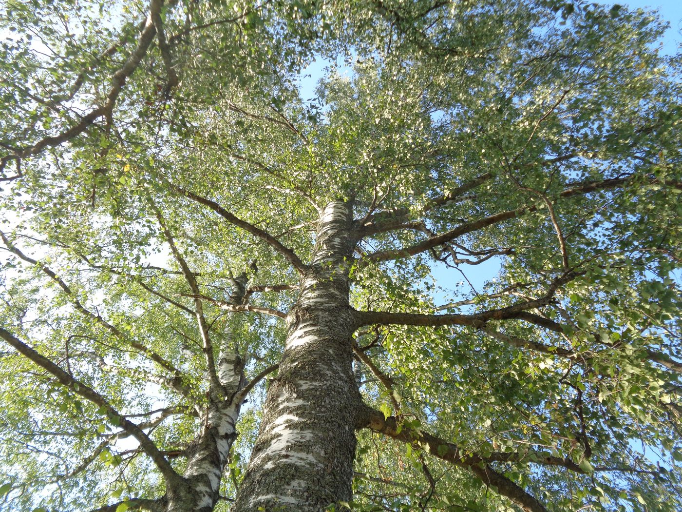 Изображение особи Betula pendula.