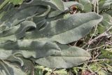Image of taxon representative. Author is Максим Гуляев