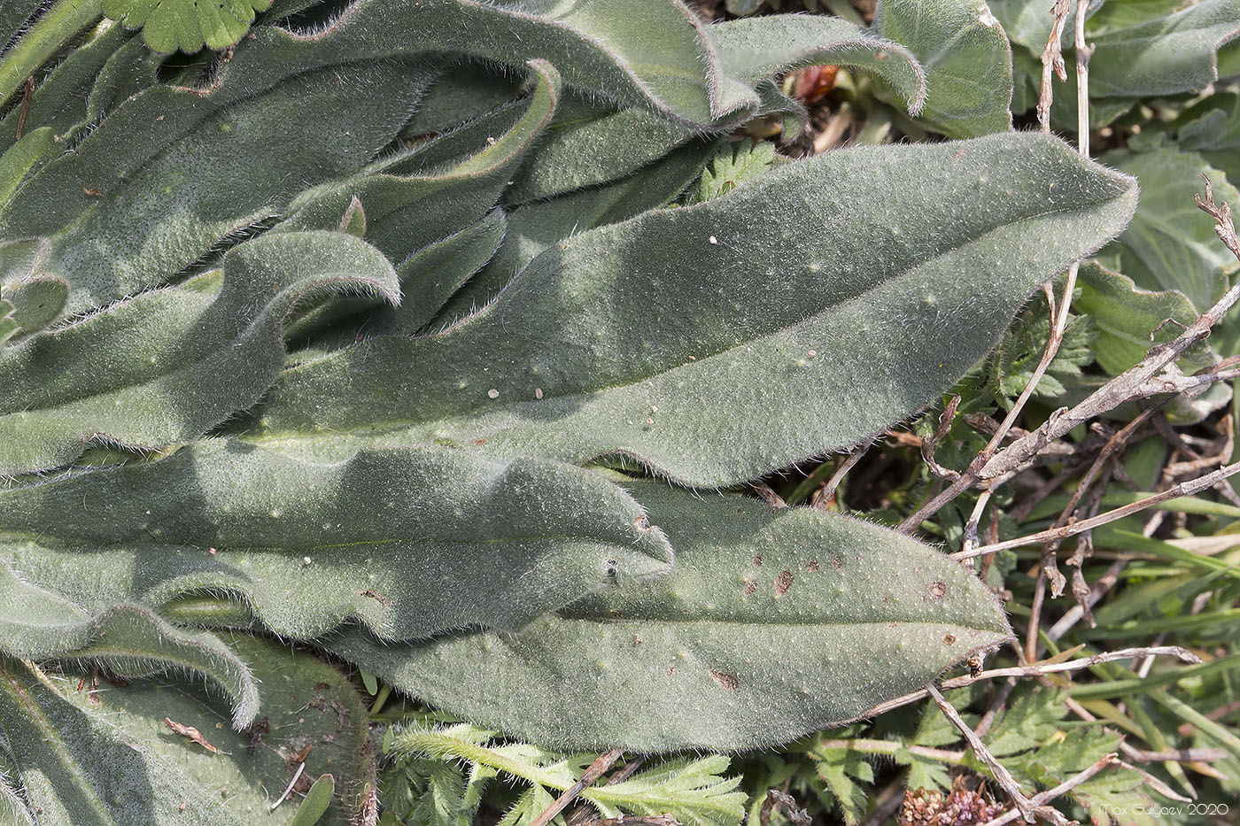 Изображение особи род Echium.