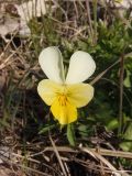 Viola × contempta. Цветок. Украина, г. Запорожье, юго-западнее оз. Кушугум, под деревьями, участок с травянистой растительностью. 03.04.2020.