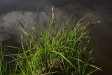 Carex acuta