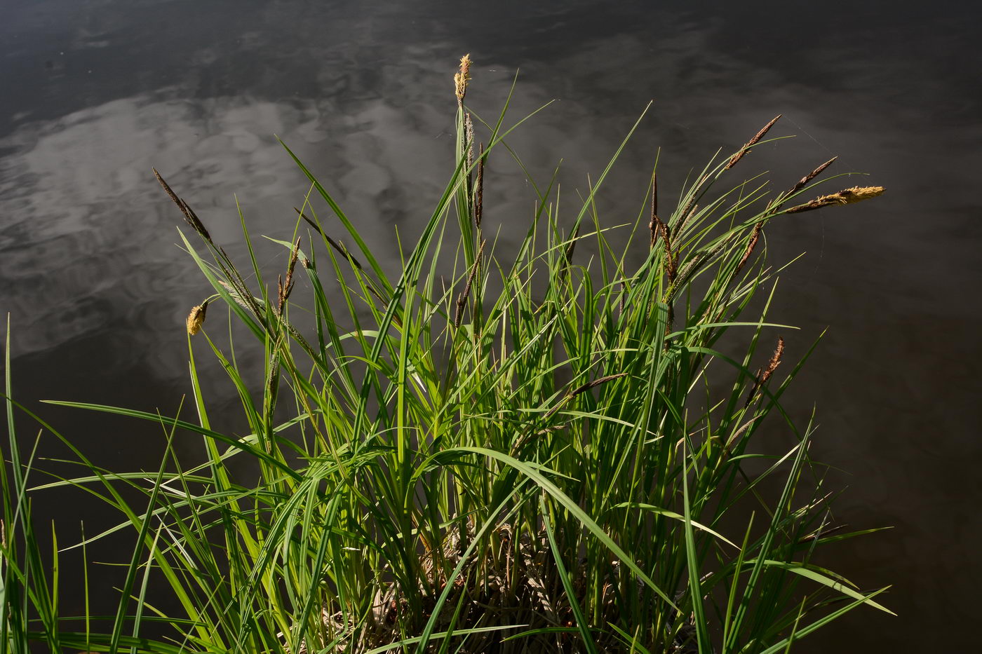 Изображение особи Carex acuta.