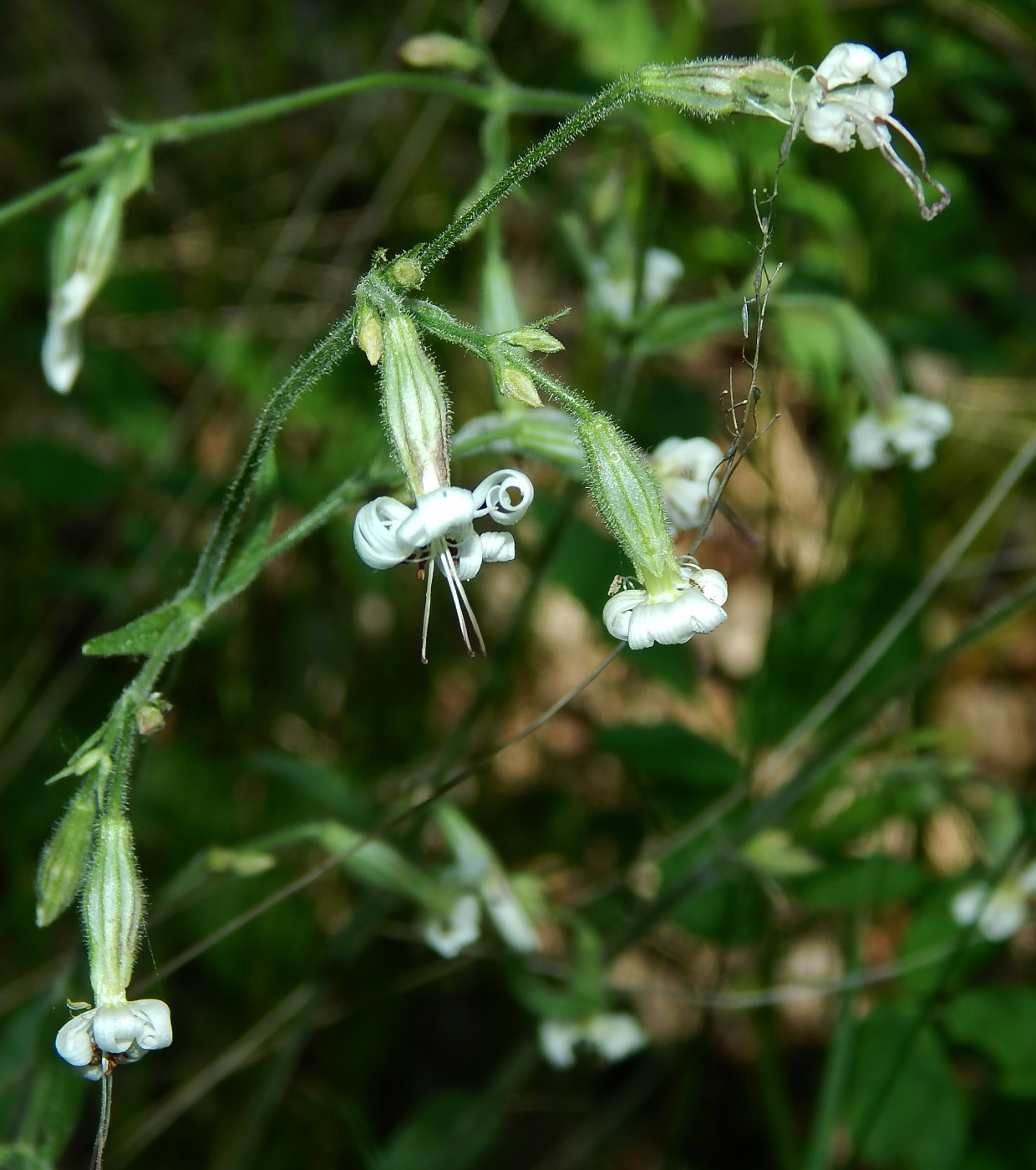 Изображение особи Silene nutans.