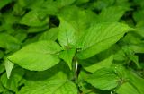 Circaea lutetiana