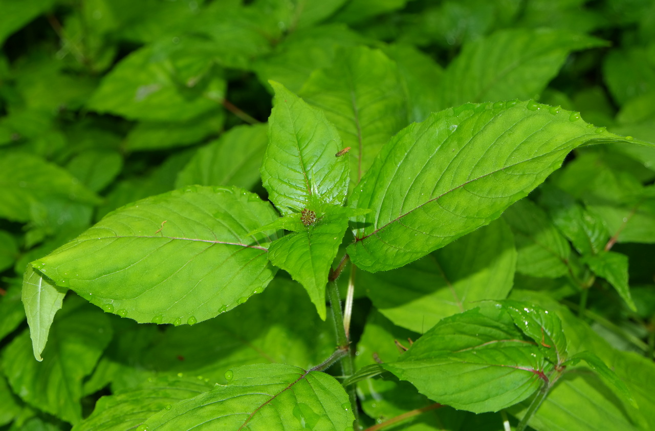 Image of Circaea lutetiana specimen.